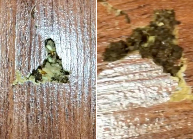 Termites in wood video