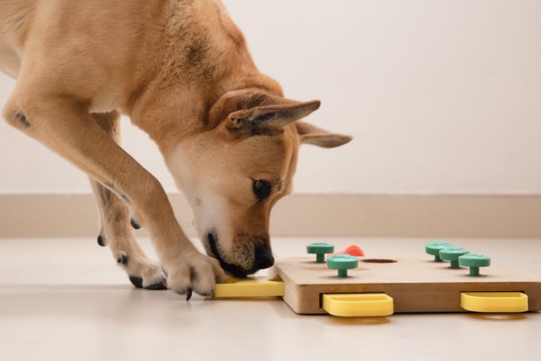 A dog playing with a food puzzle.