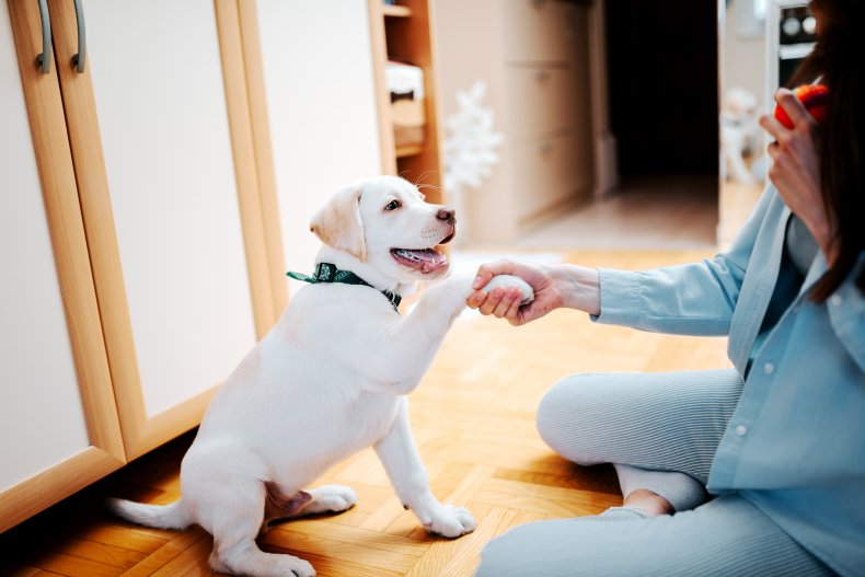 A dog learning the paw trick.