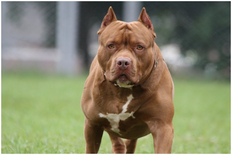 Stock image of a pit bull