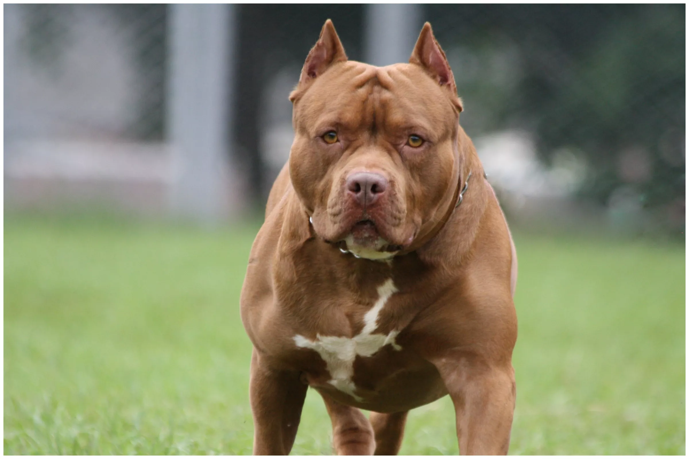 Pit Bull Mauling 1-Year-Old Girl Stabbed to Death by Infant's Mom: Police - Vimarsana News