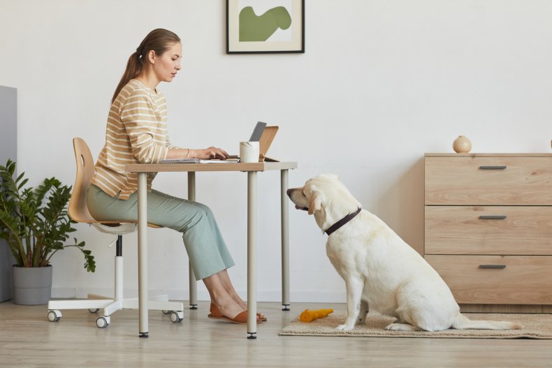 Dog looking at woman typing at desk.