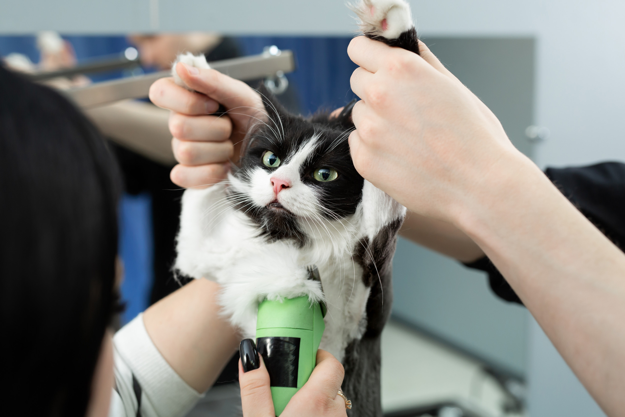 Getting a cat store groomed