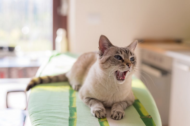 Cat-growls-on-sofa