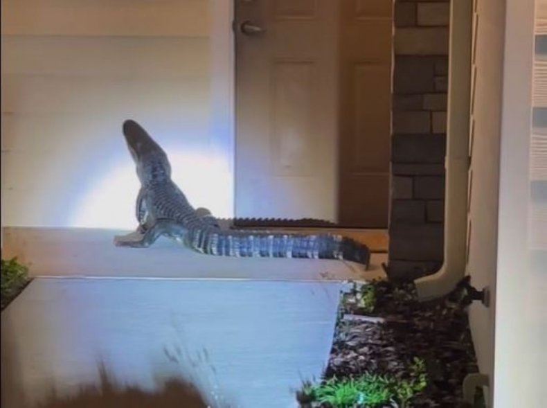 Alligator on porch