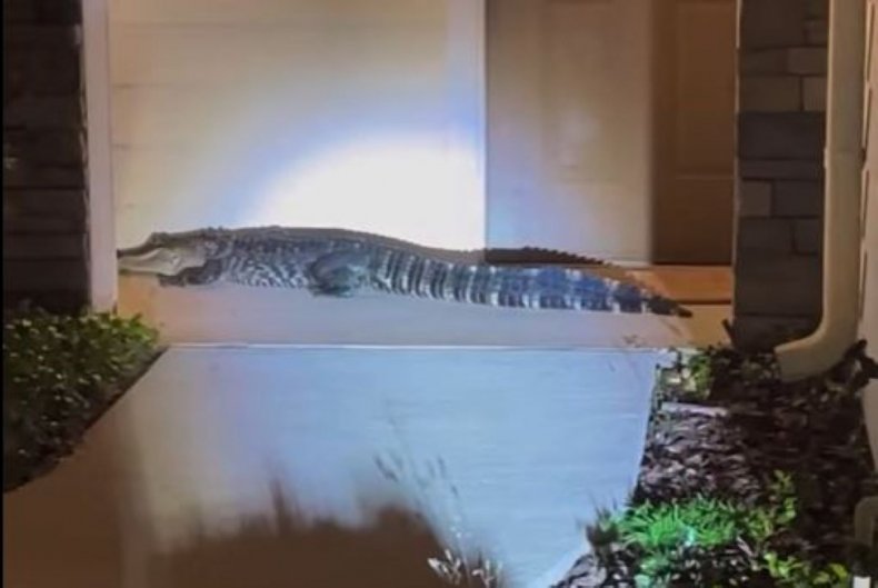 Alligator on porch