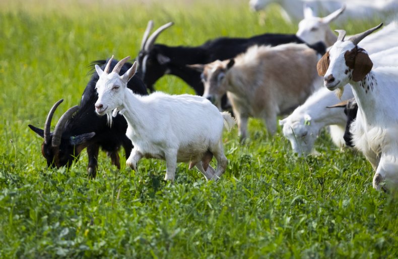 Goats roam in a field.