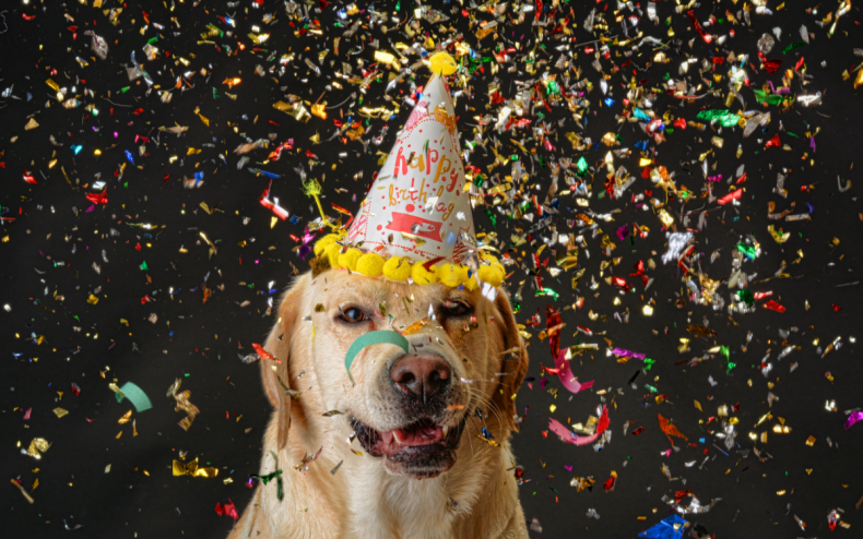 A dog at a surprise party