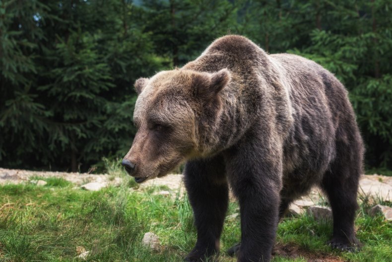 Brown Bear