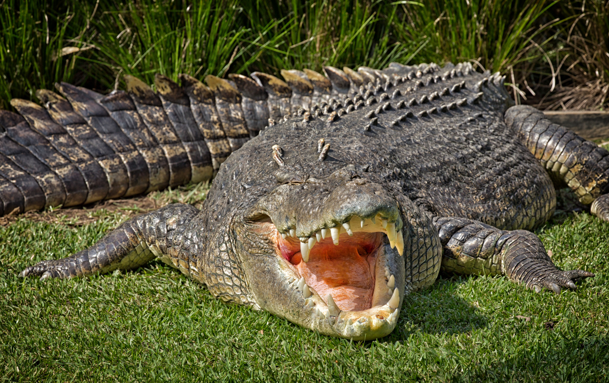 Show me a picture 2024 of a saltwater crocodile