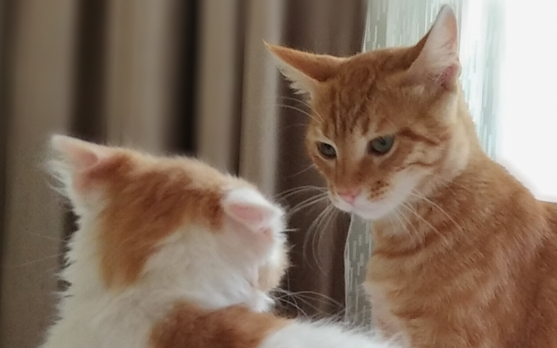 Two cats looking angrily at each other.