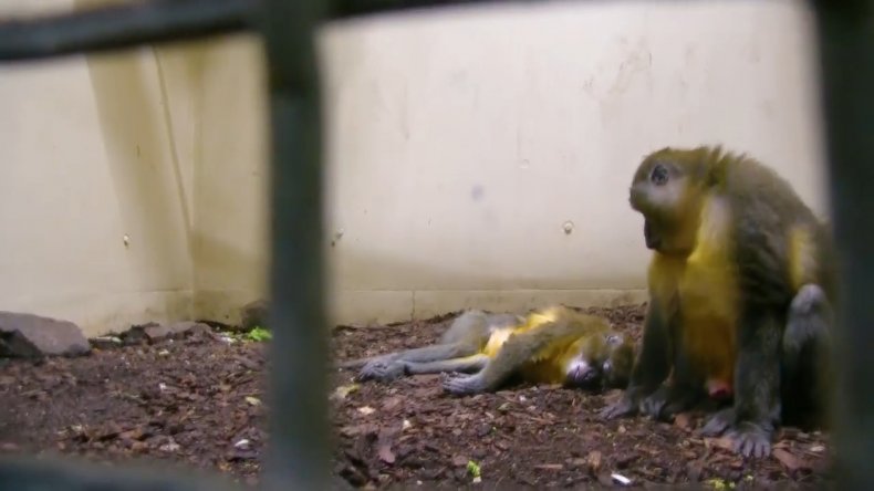 Mangabey monkey death