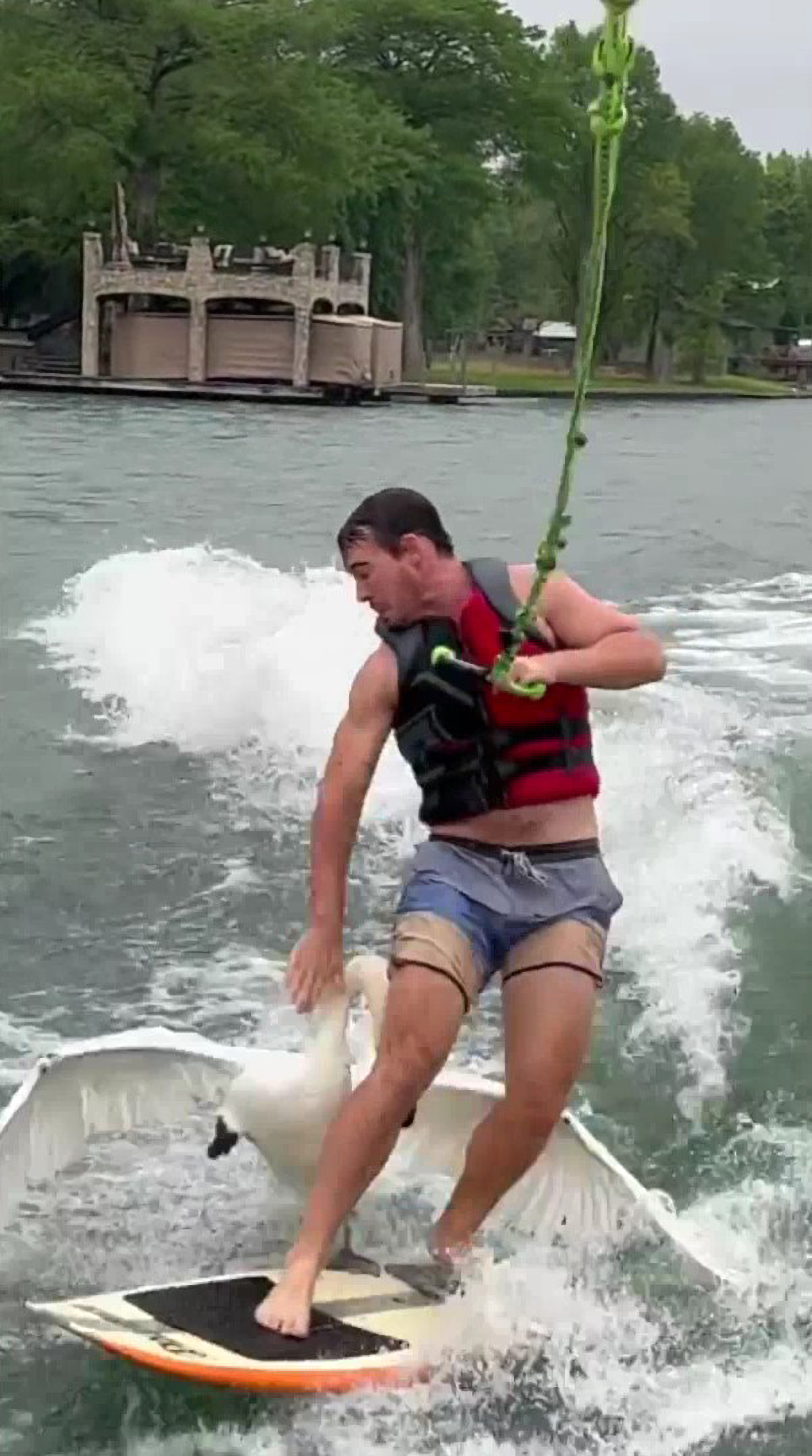 Watch: Angry Swan Attacks Hapless Wake Surfer - Newsweek