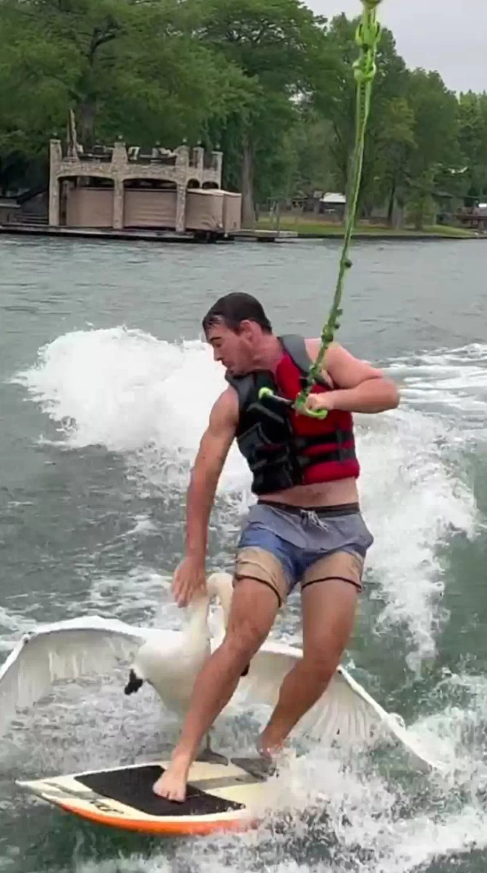 Watch: Angry Swan Attacks Hapless Wake Surfer - Vimarsana News