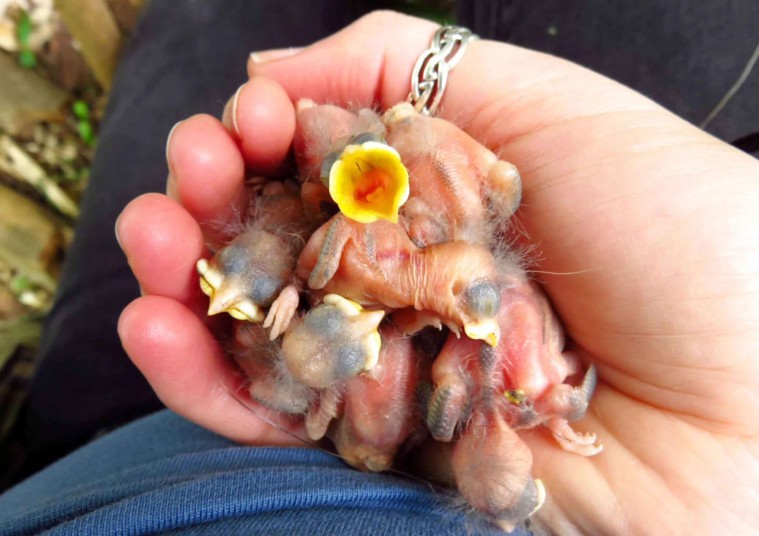 Global Warming Causing Great Tit Birds to Hatch a Month Earlier - Vimarsana News