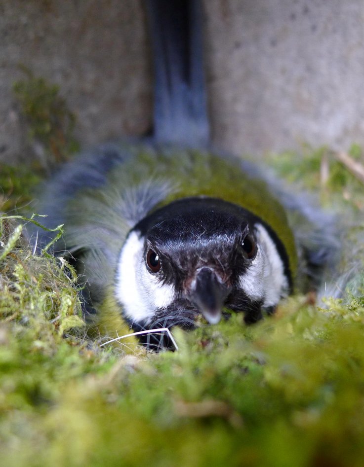 great tit