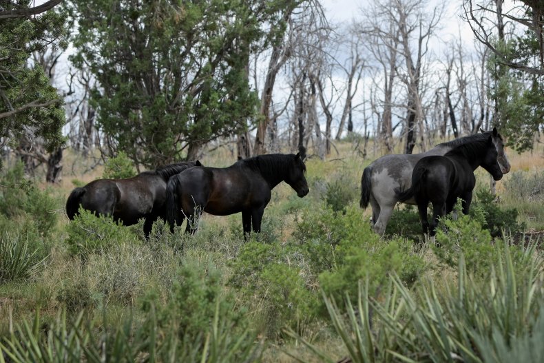 Wild Horses Colorado 