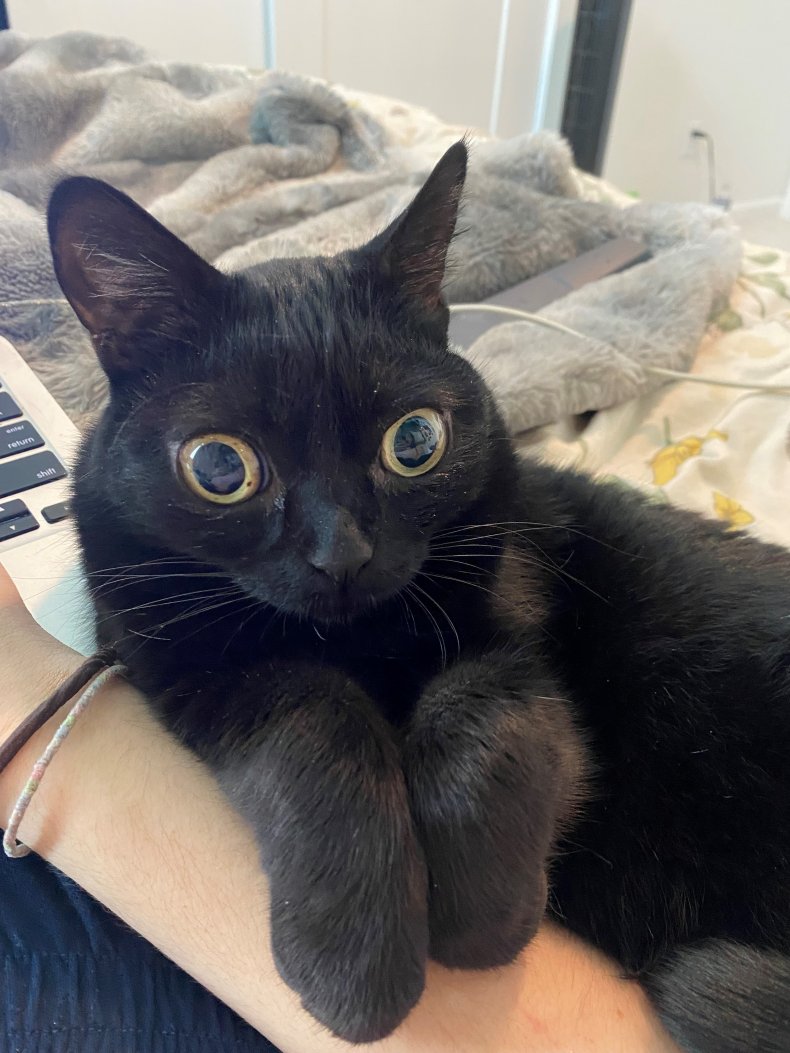 Jinx The Cat Became a Mayor