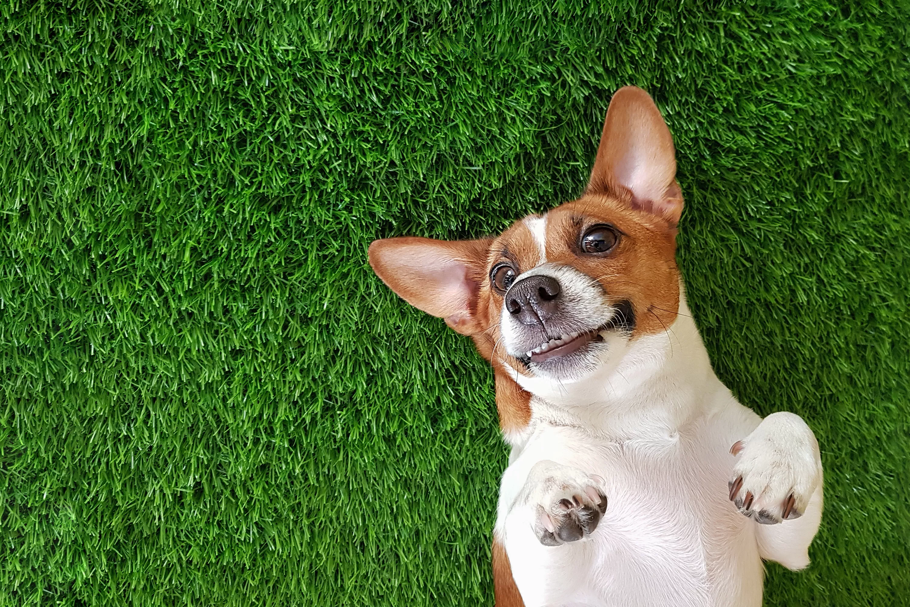 'Injustice': Jack Russell Terrier Growls When Served Tiny Hamburger in Clip - Vimarsana News