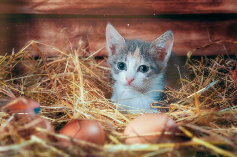 Kitten in chicken coop