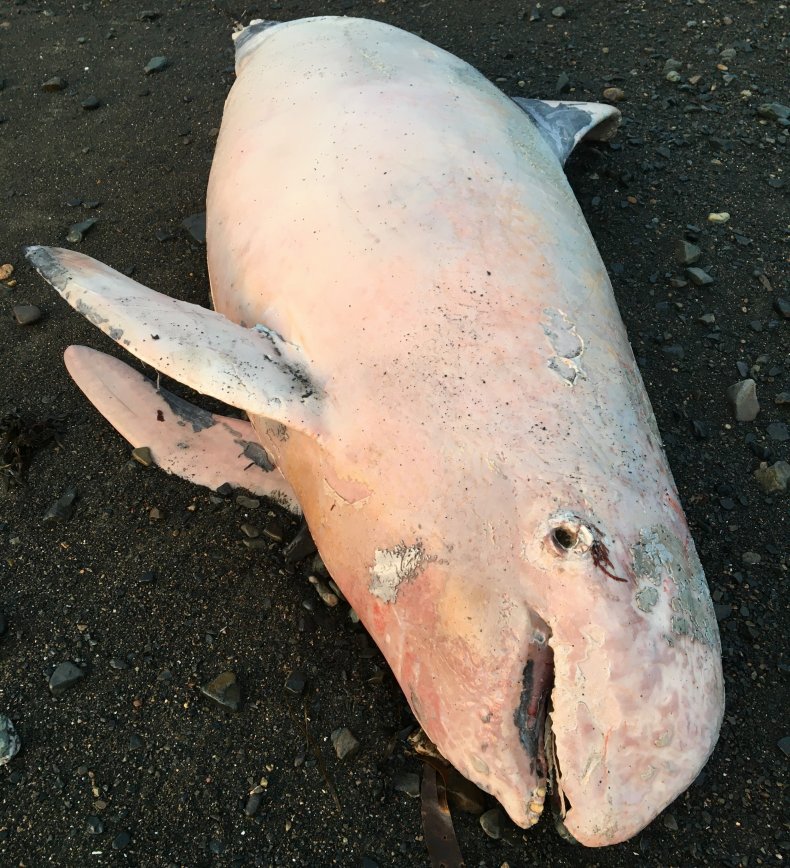 Stranded dolphin