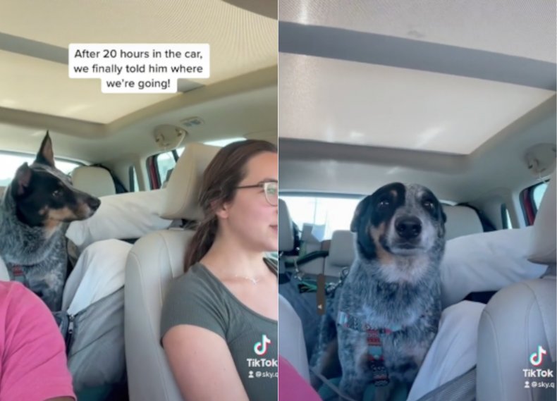 Nosh the dog in the car