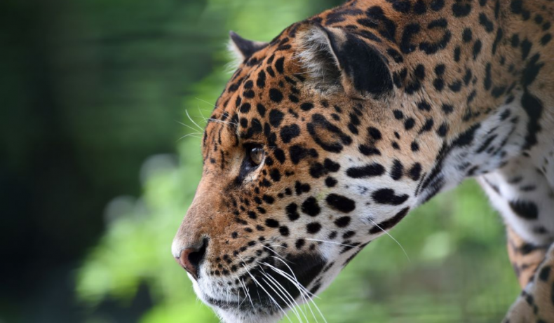 Jaguar smells catnip in viral TikTok