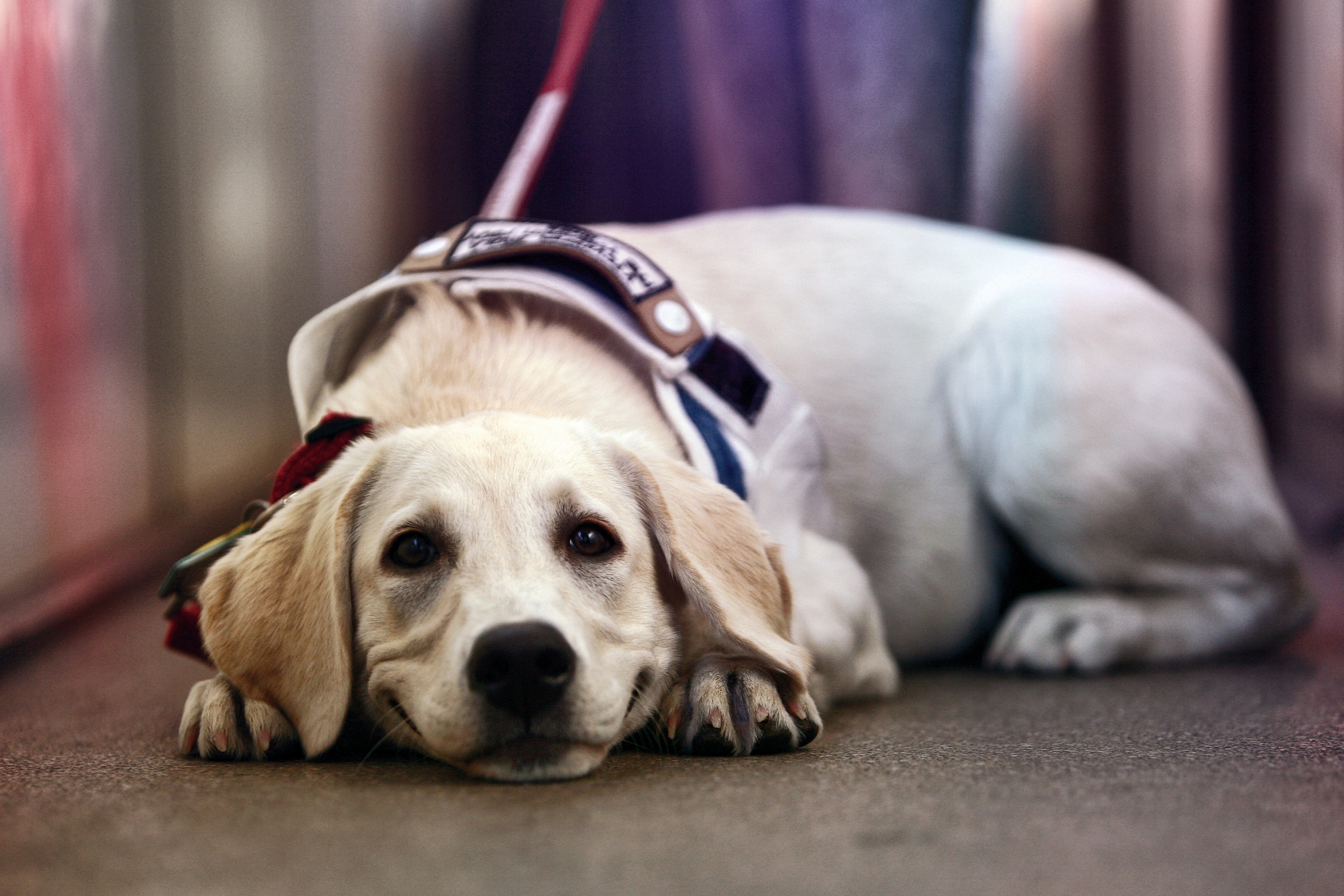 Service Dog in Training Melts Hearts Online: 'Doing the Best Job