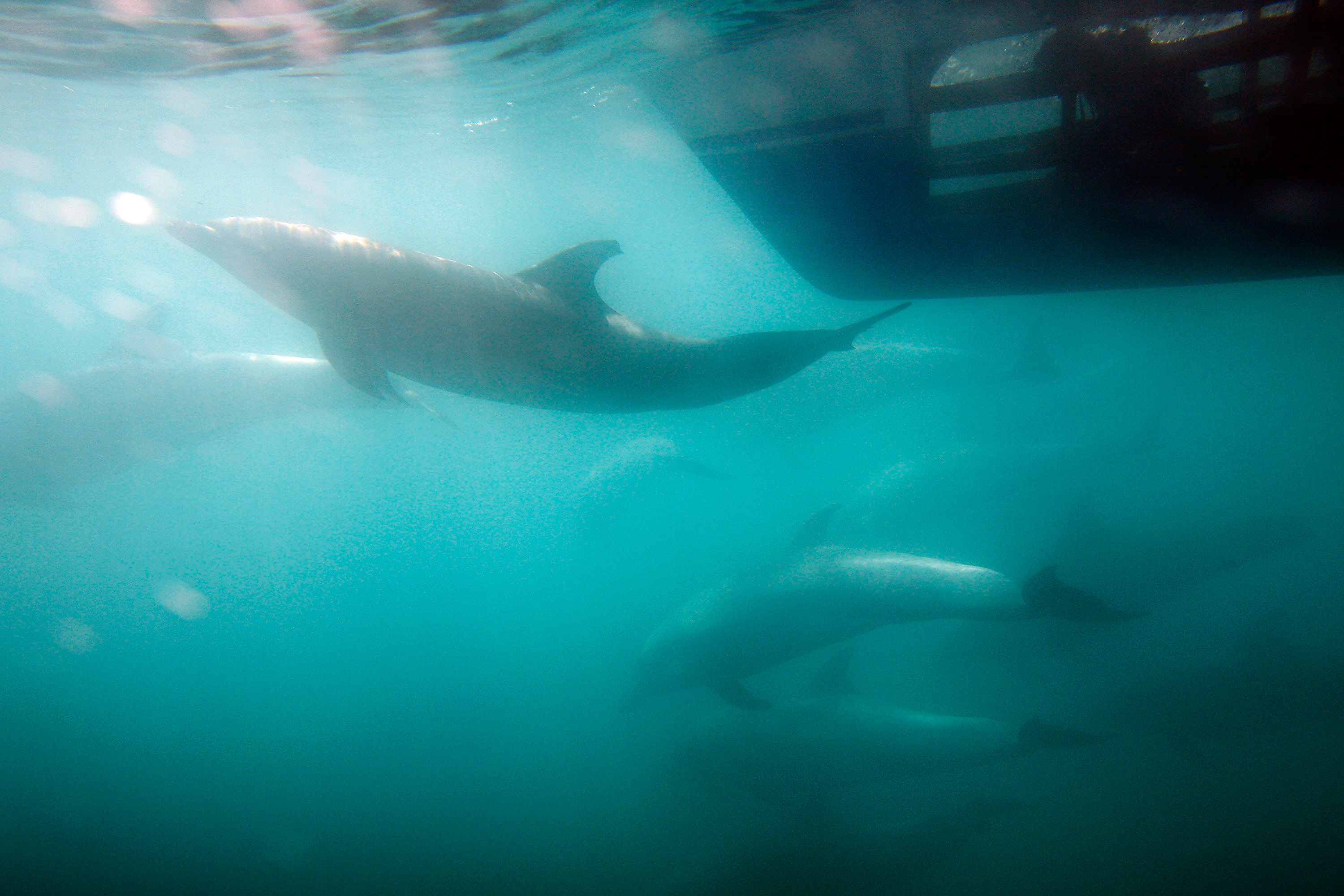 Mammals in the Military: Navy Dolphins