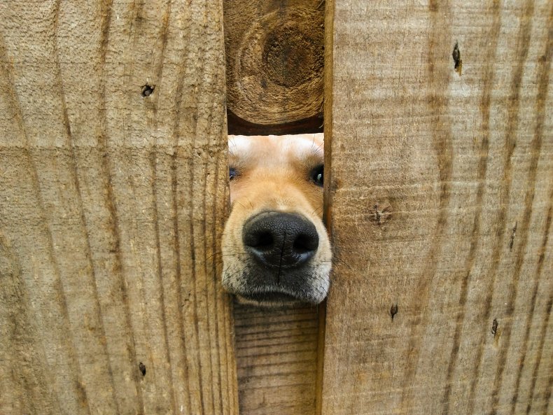 Perro mete la nariz a través de la cerca