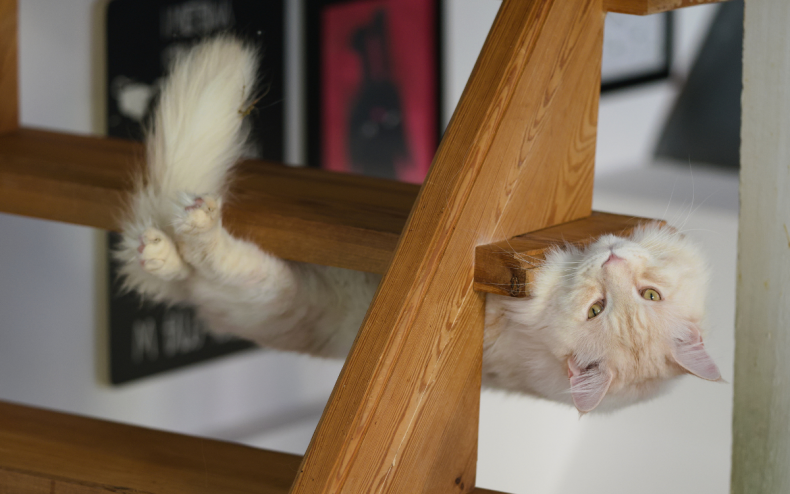 A cat upside down on a staircase.