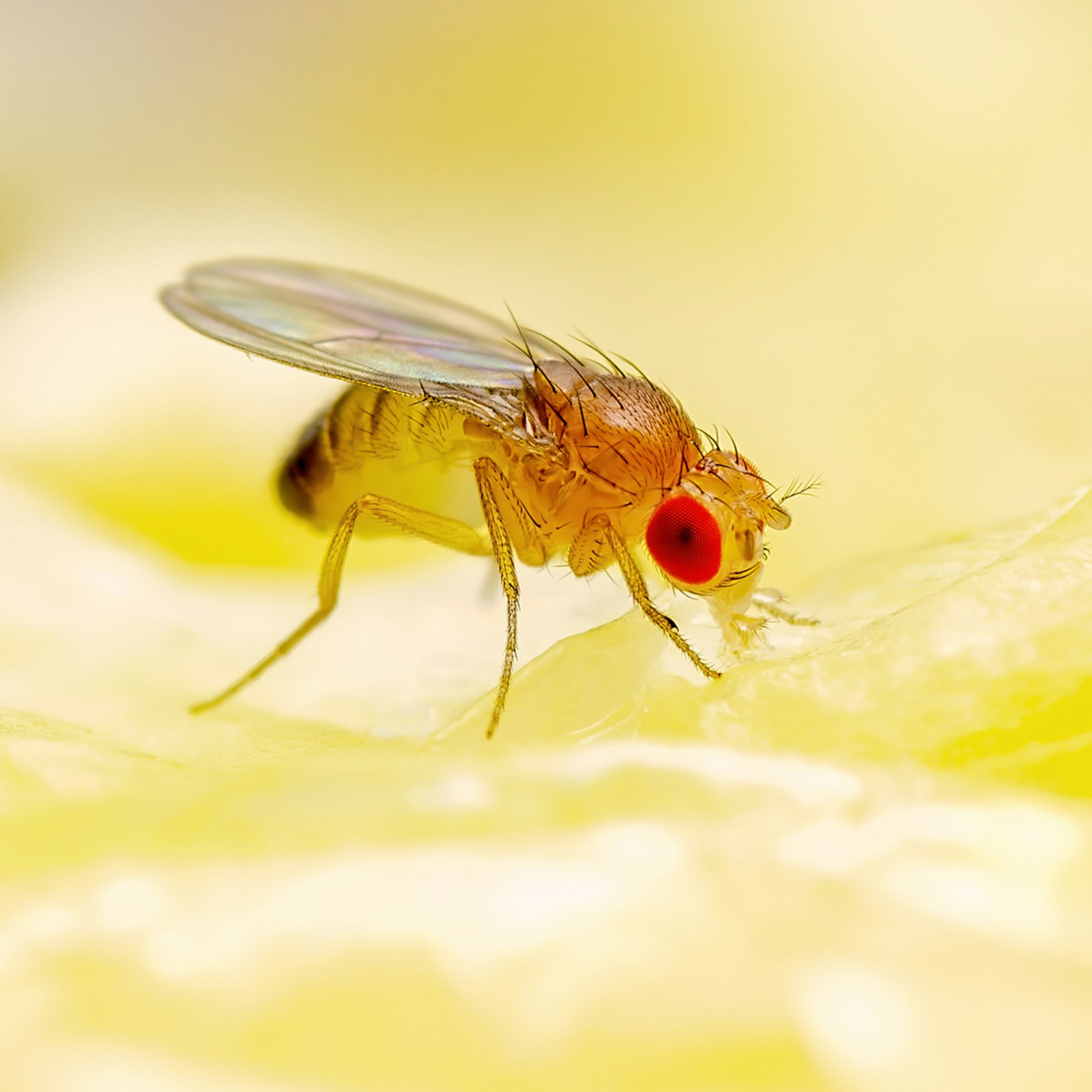 How to Prevent Fruit Fly Invasions
