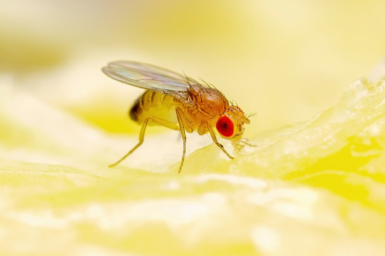Simple DIY Hacks to Kill Fruit Flies 
