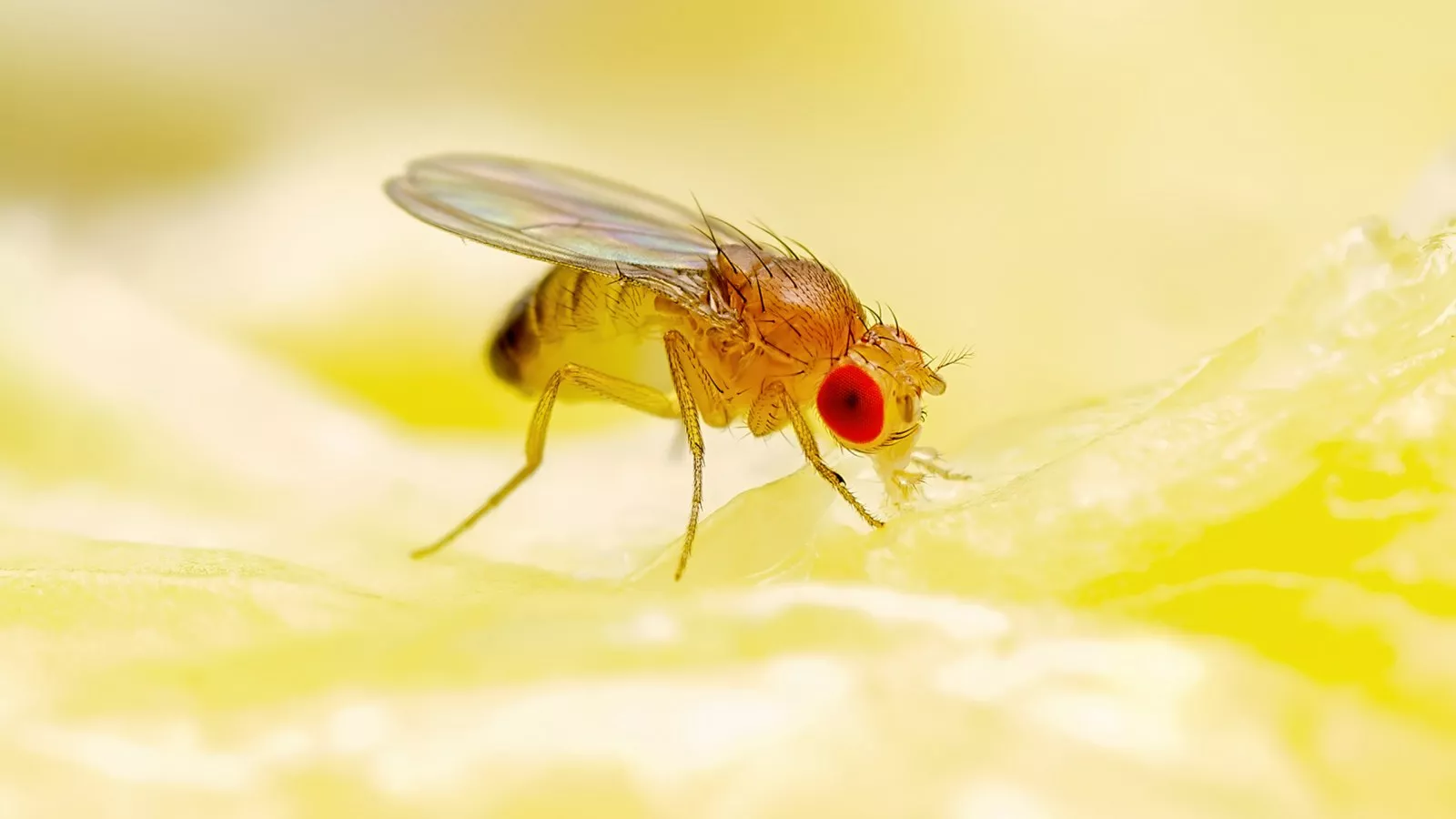 https://d.newsweek.com/en/full/2027434/simple-diy-hacks-kill-fruit-flies.webp?w=1600&h=900&q=88&f=c00563bd939d7a5da499edabed941c24