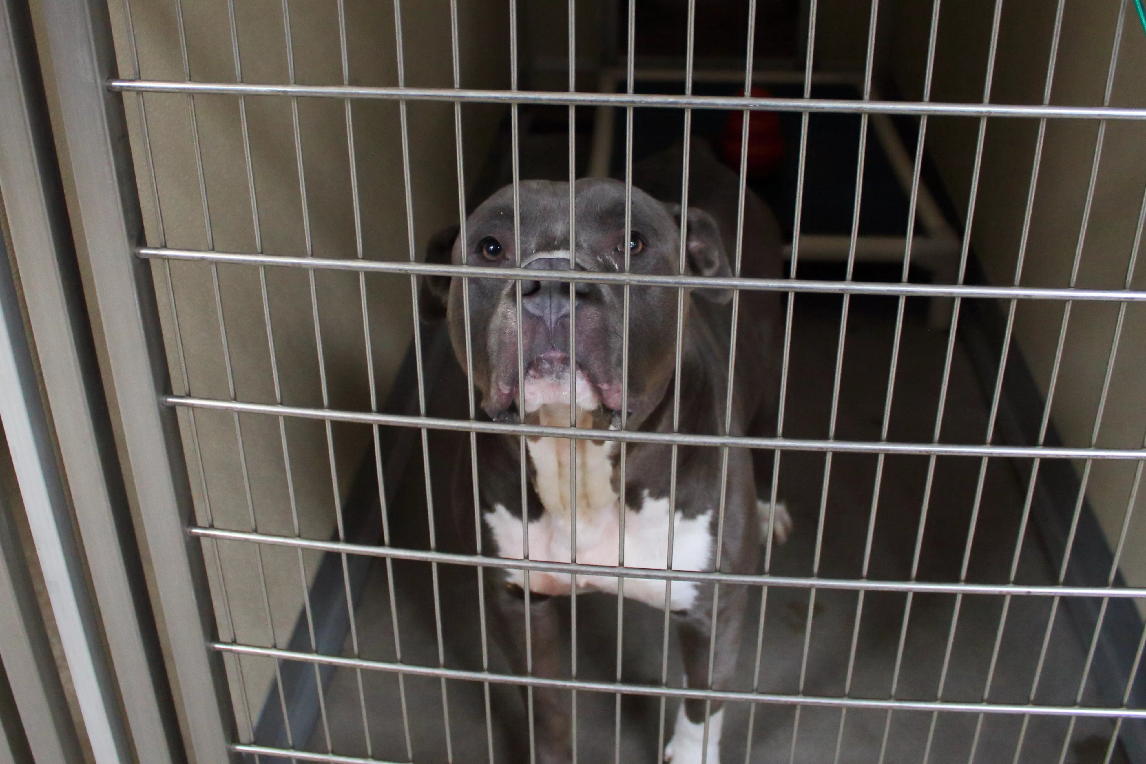 CCTV Captures Alleged Thieves With Bolt Cutters Taking 3 Dogs From Shelter - Vimarsana News