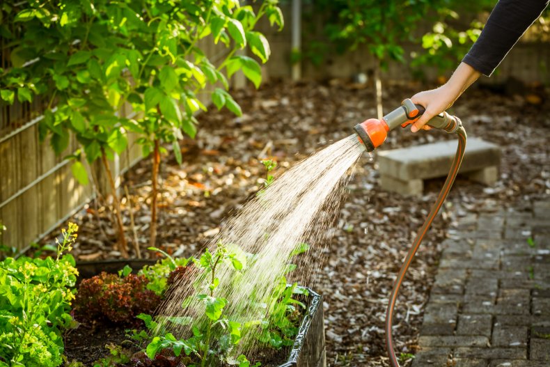 Woman watering plants