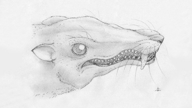 Cynodont Tessellatia bonapartei