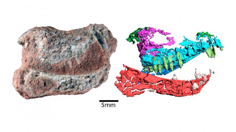 Holotype of Tessellatia bonapartei