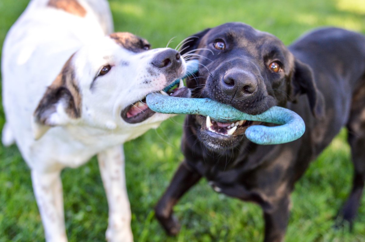Two dogs biting a chewing toy. 