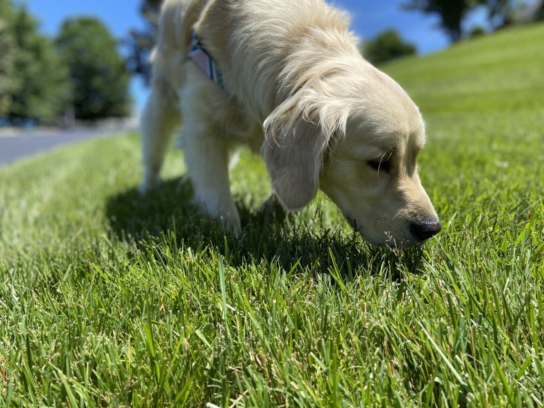 A dog sniffing some grass outdoors.