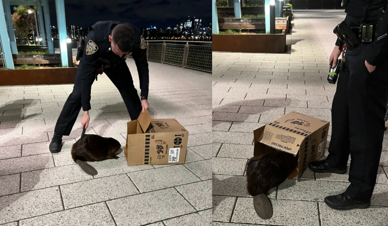 NYPD was called to catch a beaver