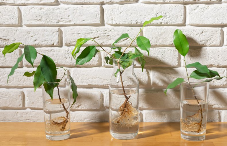 Plant cuttings in water