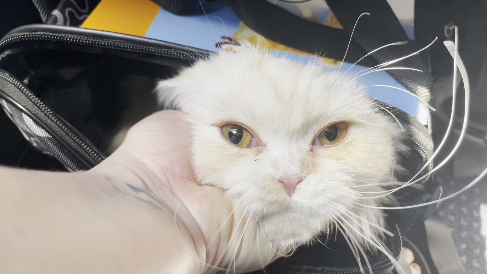 A Ukrainian Cat Escapes War And Reunited With His Owner In The U S 