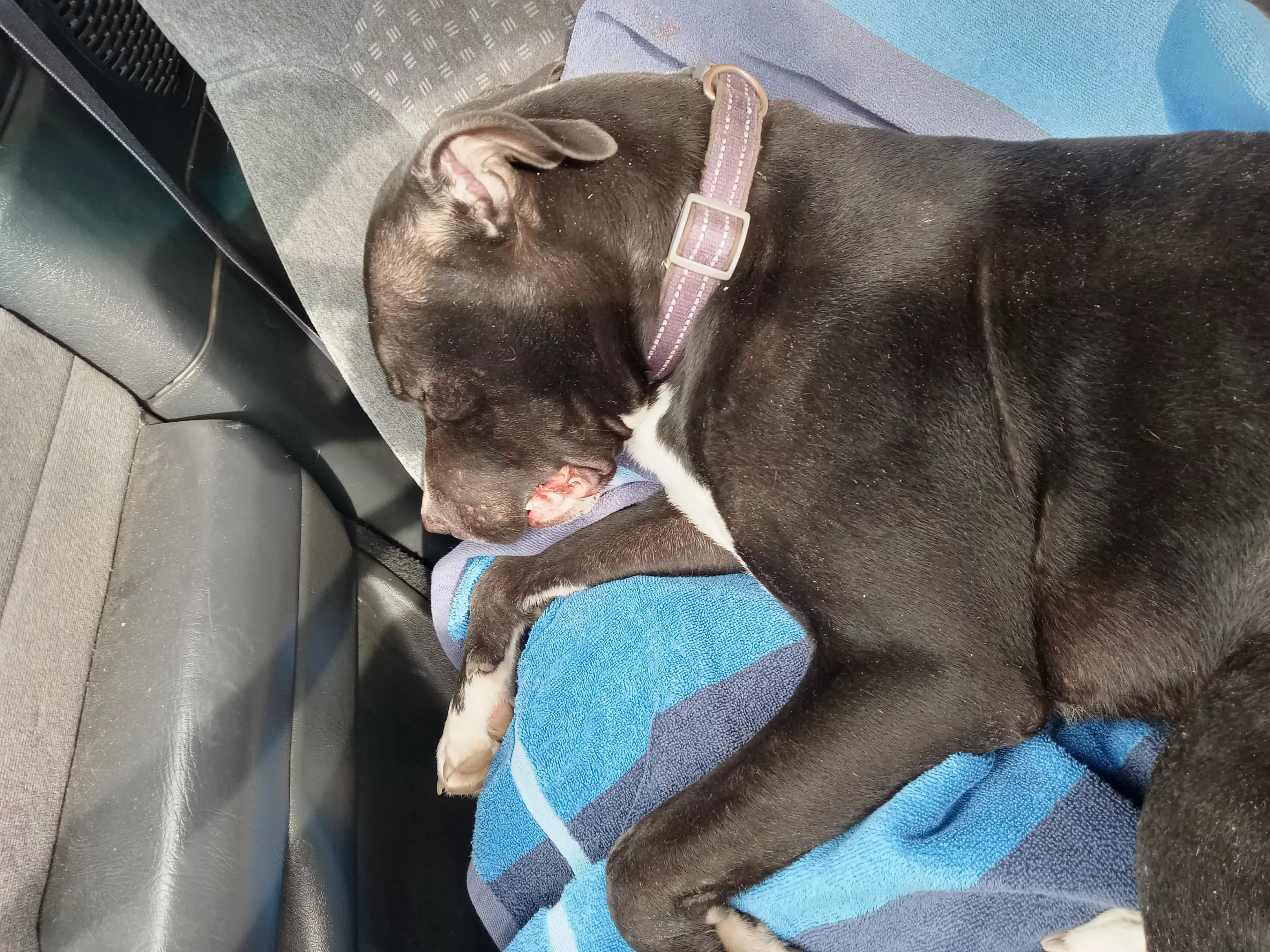 Single Dad Saves Dog Found on Road With Face Full of Porcupine Quills - Vimarsana News