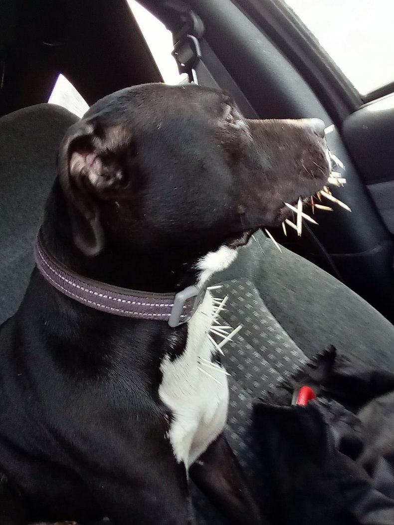 koa brian hamilton hero dog quills porcupine