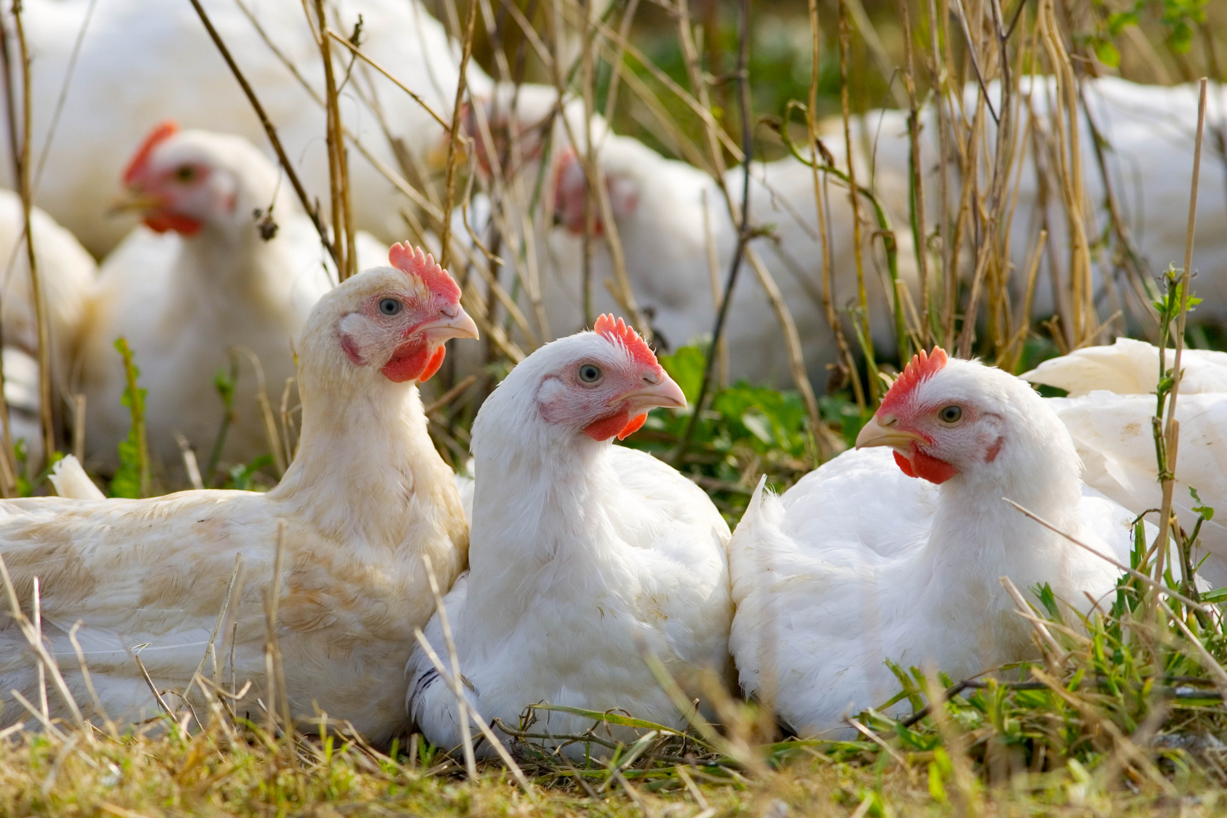 Colorado Inmate Is First Person in U.S. to Test Positive for H5 Avian Flu