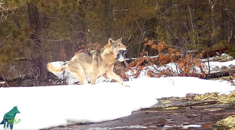 Wolf carrying dead pup