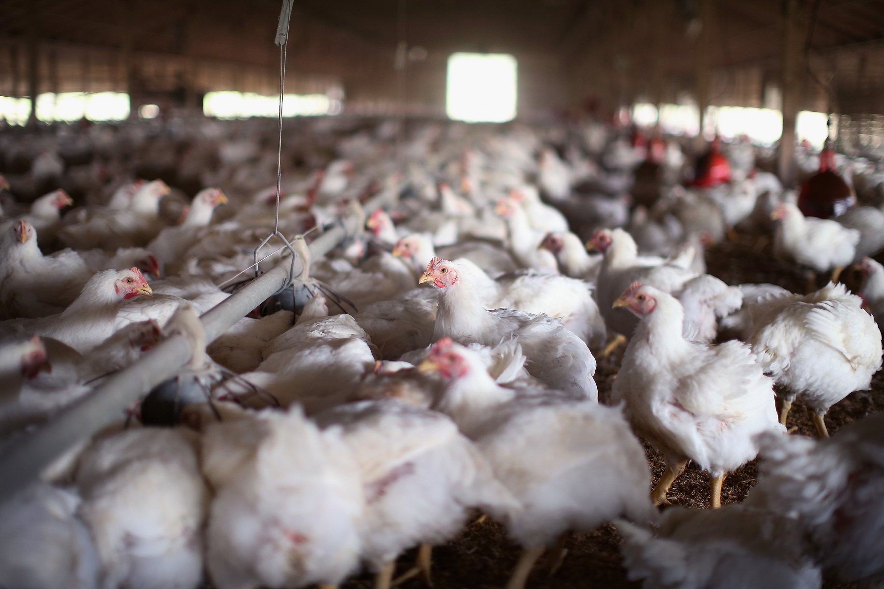 Is Bird Flu Dangerous to Humans? What We Know About H5 Avian Flu