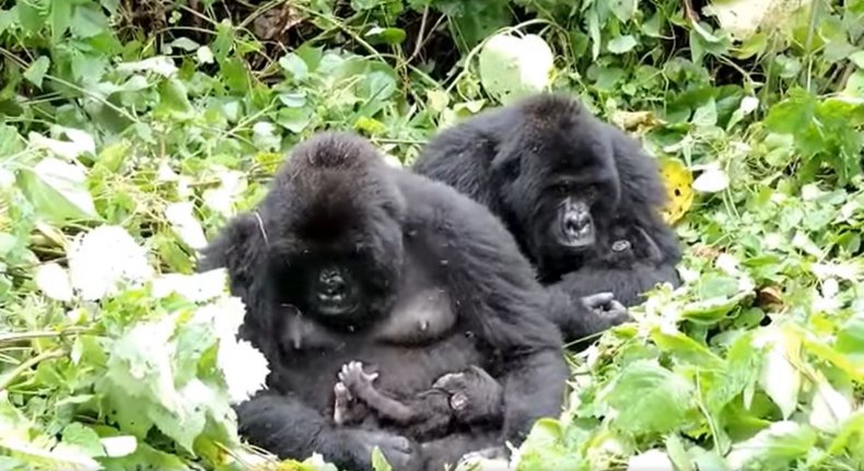 Gorillas hold babies