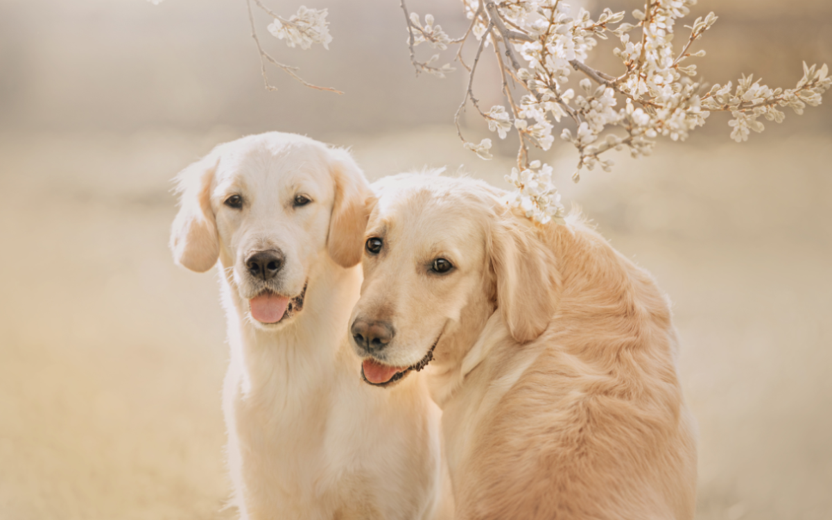 Dog Owner Discovers Golden Retriever Has Girlfriend 'They Love Each